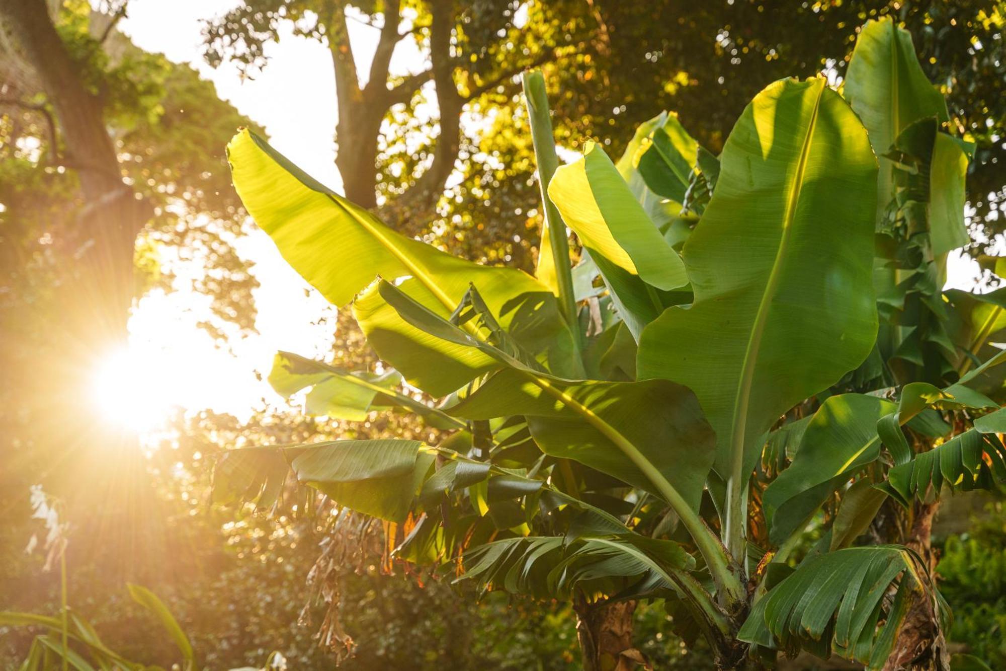 Solar Dos Cantos Botanic House & Garden ポンタ・デルガダ エクステリア 写真