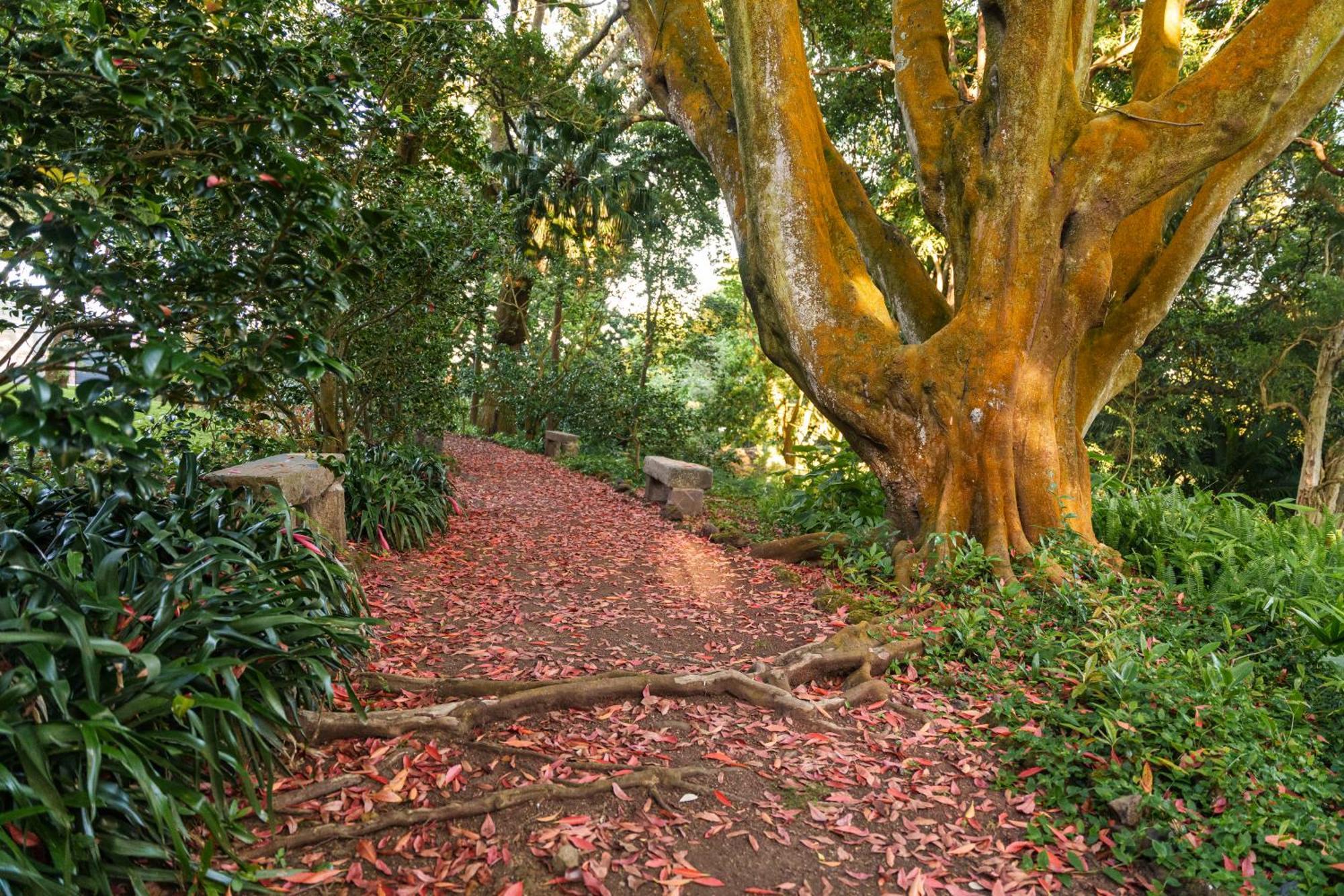 Solar Dos Cantos Botanic House & Garden ポンタ・デルガダ エクステリア 写真
